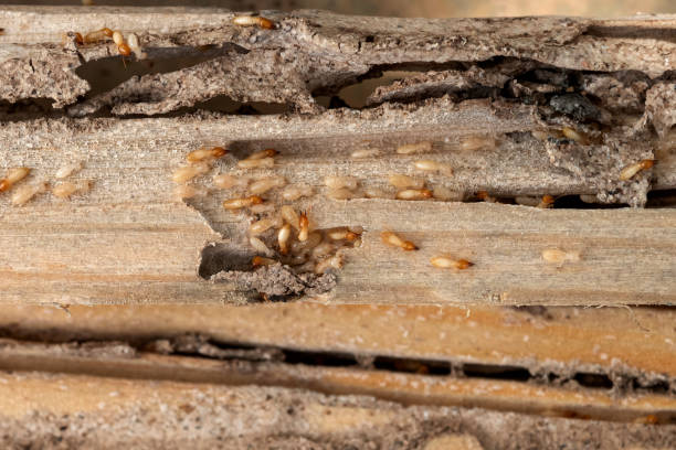 Best Affordable Pest Control Services  in Notasulga, AL